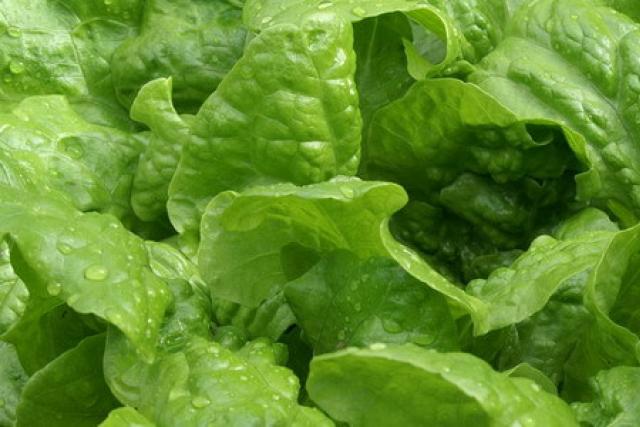 Применение салата листового с пользой для здоровья и красоты