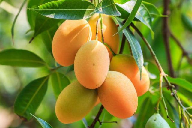 Как правильно хранить манго в домашних условиях: простые способы